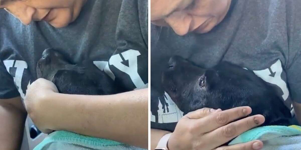 Pregnant Street Dog Cries Tears Of Joy When Rescuer Puts Her In Car ...