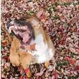 Dog's Fall Photo Shoot Does Not Turn Out As Planned