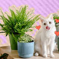 cat with succulents