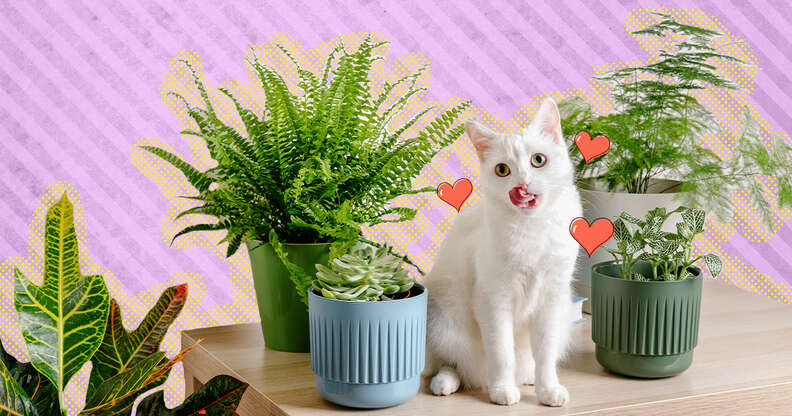 cat with succulents