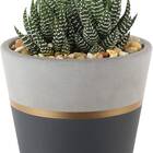 Costa Farms Succulents Haworthia