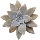 Ghost Plant Graptopetalum Paraguayense