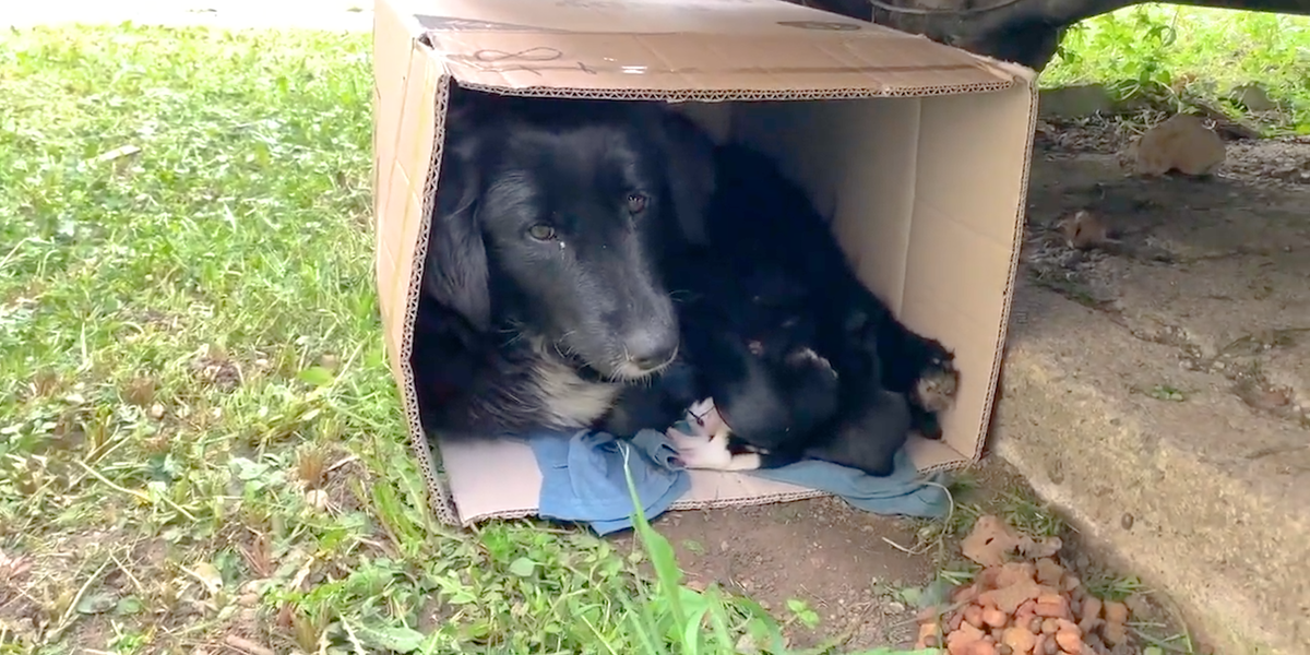 Encuentro conmovedor: hombre encuentra madre perra y cachorros en una caja, genera confianza y vínculos