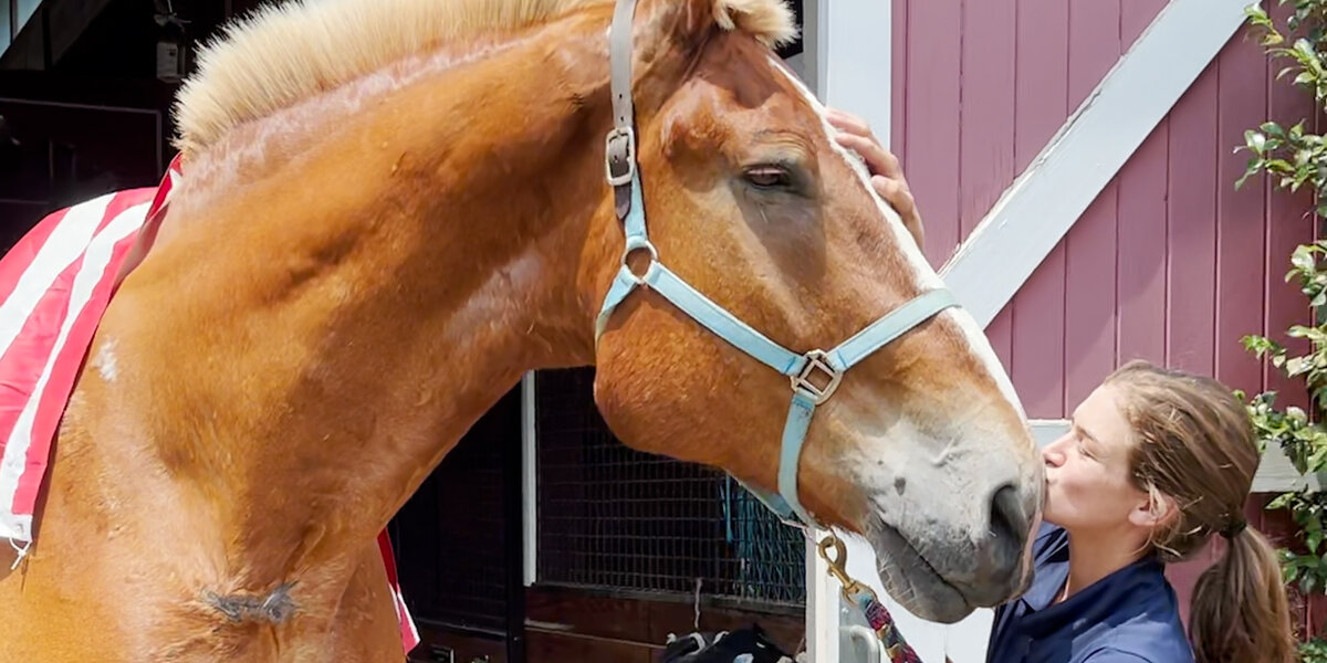 how we mastered the mission to rescue mother horse... Giant Rescue Horse Is Finally Enjoying Retirement After 20 Years of ...