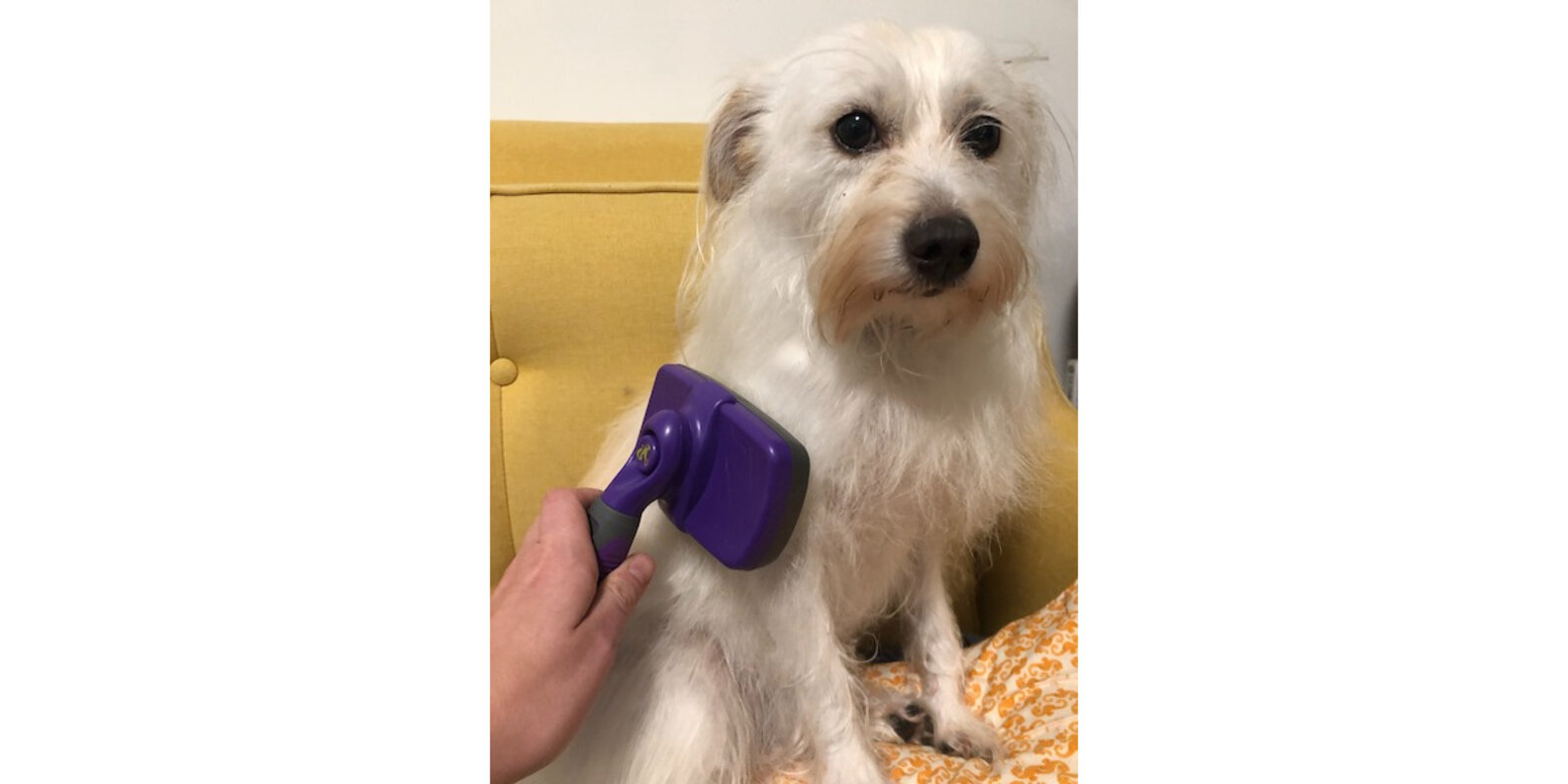 Hertzko SelfCleaning Slicker Brush Review Does It Work? Paw of Approval The Dodo