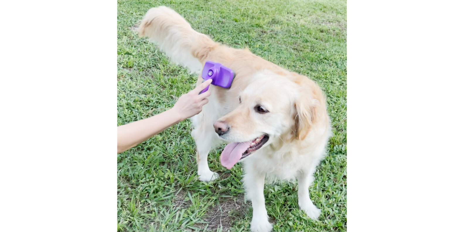 Hertzko SelfCleaning Slicker Brush Review Does It Work? Paw of