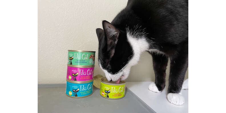 Tiki Cat Luau Food Do Cats Like it Paw of Approval The Dodo