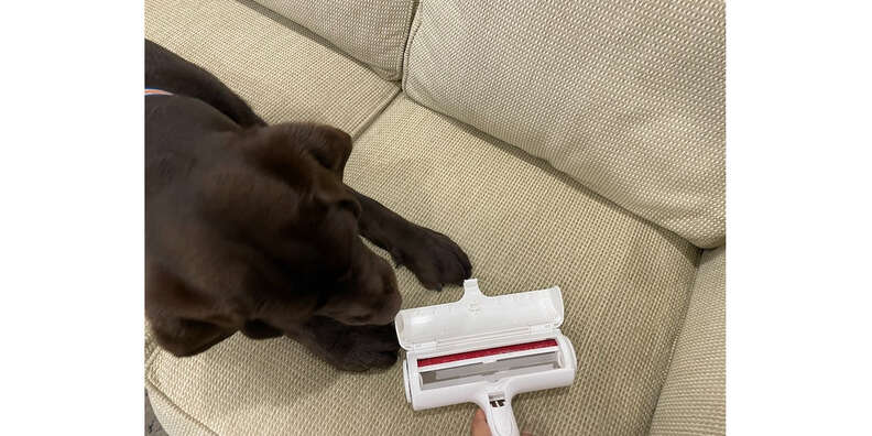 ChomChom Roller Review 2022: an Excellent Pet Hair Remover