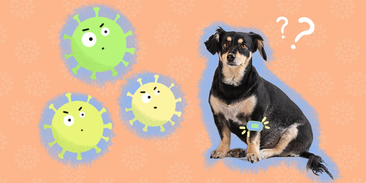 Do dogs get clearance vaccinated for parvo