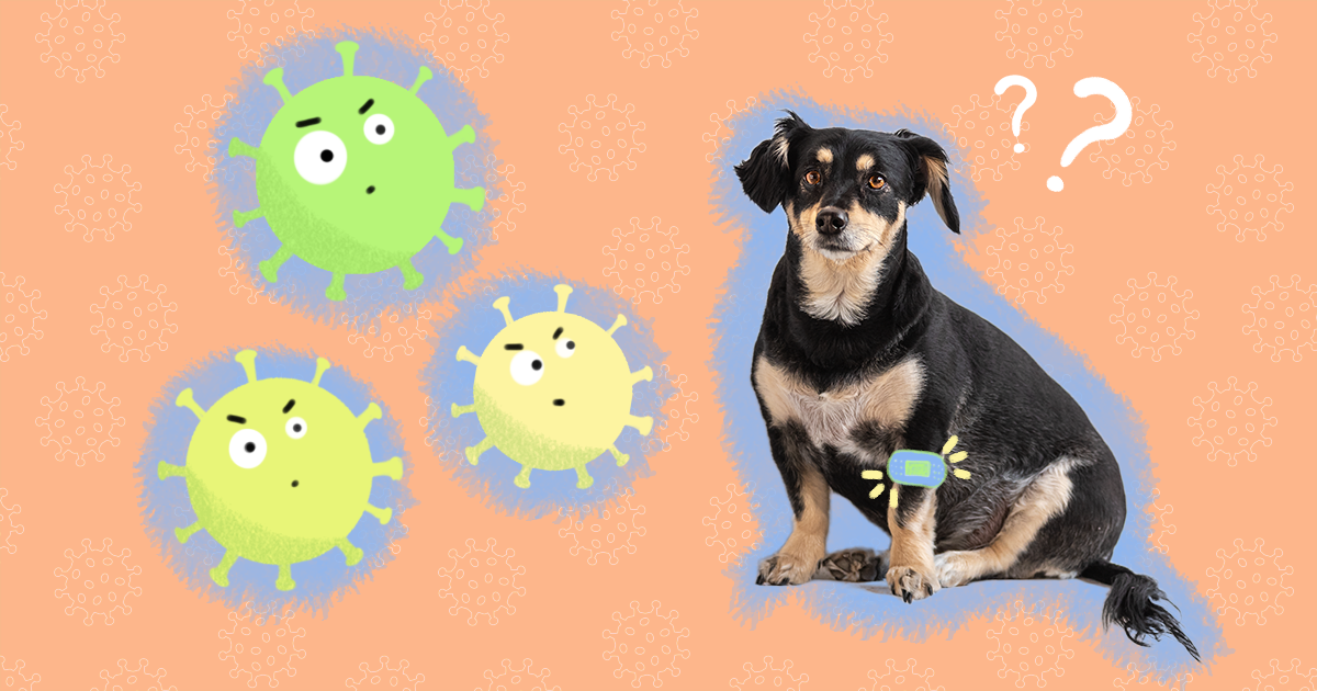 can a dog catch parvo if vaccinated
