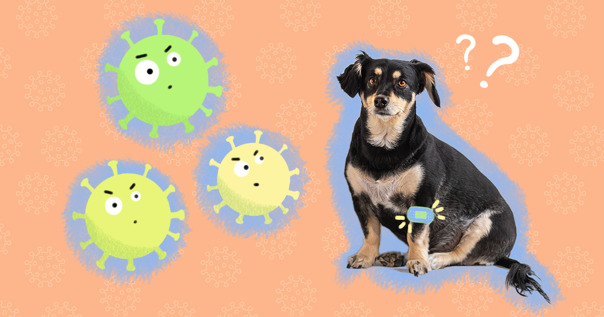 do dogs feel ill after vaccinations