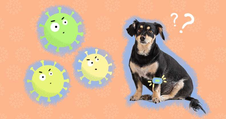 can a vaccinated dog still get parvo