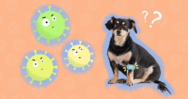 how often do dogs get vaccinated for parvo