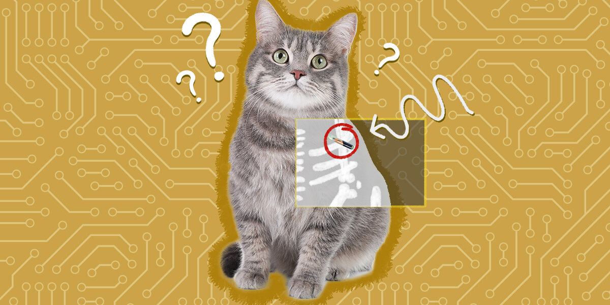 Microchipping Your Cat How It Works And Why You Should Do It DodoWell The Dodo