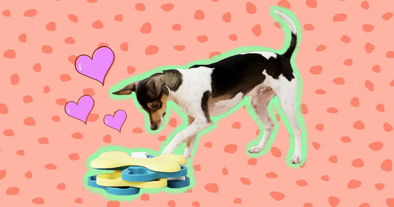 11 Best Dog Puzzle Toys On  - DodoWell - The Dodo