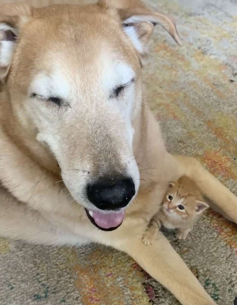 Dog carries little kitten around in his mouth