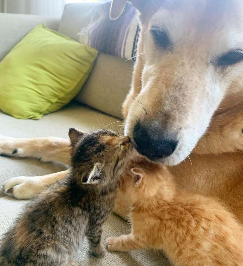 Rescue dog acts as dad to foster kittens
