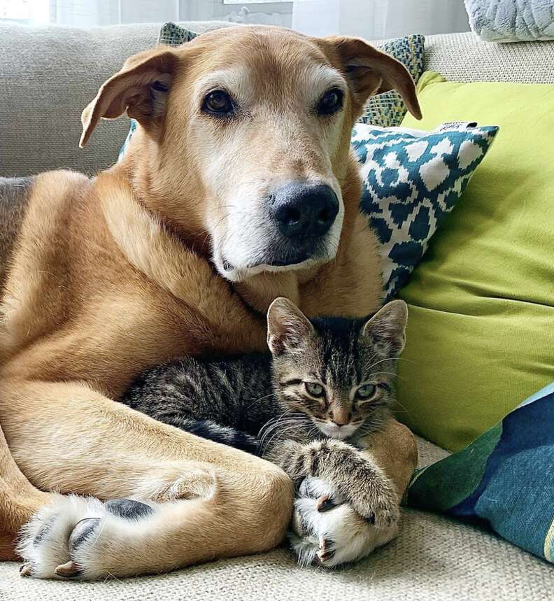 Foster Kitten Begs Big Dog To Carry Him Around The House - The Dodo