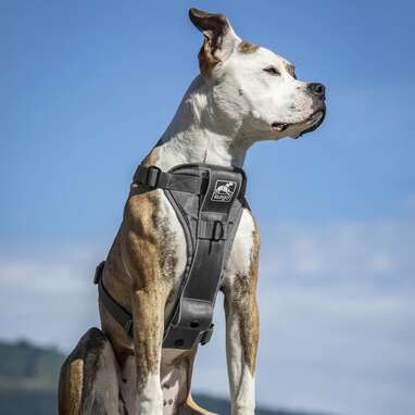 Tru-Fit Smart Dog Pulling Harness