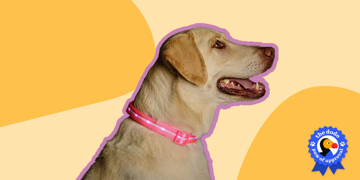 Blazin safety led dog collar best sale