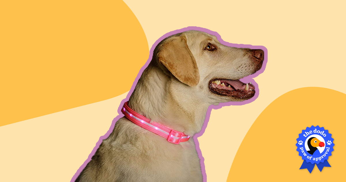 Blazin safety outlet led dog collar