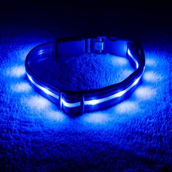 Blazin bison led dog hot sale collar