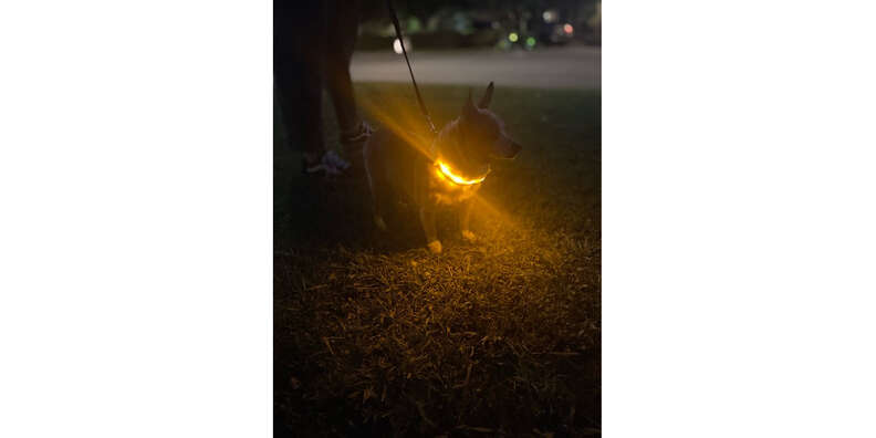 blazin led collar