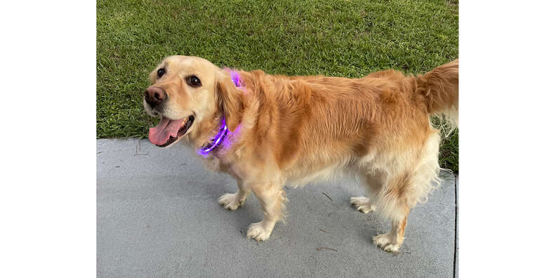 blazin led collar