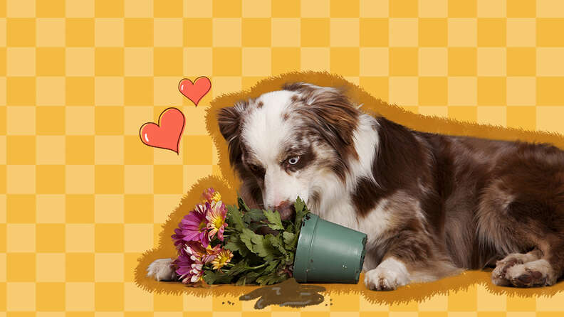 dog eating potted plant dirt