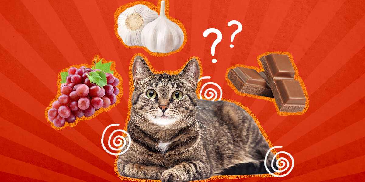 Which Foods Are Poisonous To Cats DodoWell The Dodo