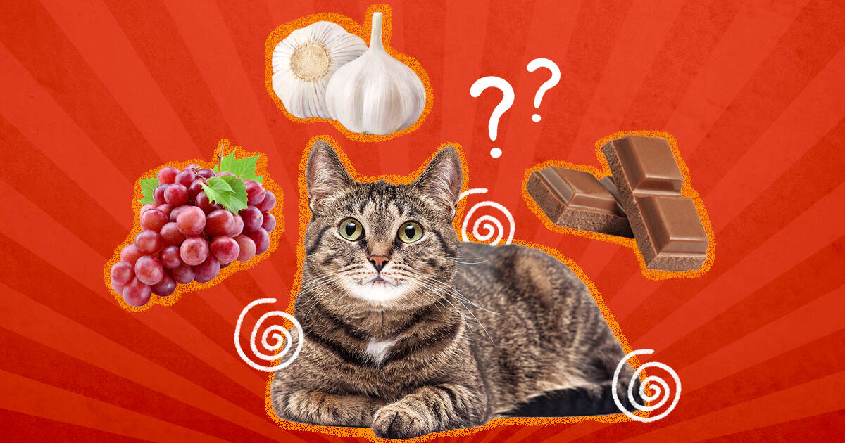 Which Foods Are Poisonous To Cats DodoWell The Dodo