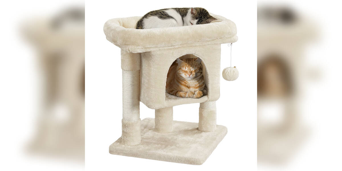 Best cat condo for clearance large cats