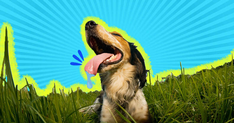 dog panting in grass