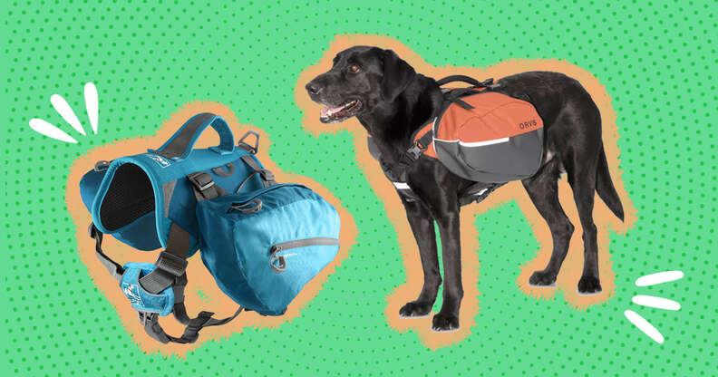 dog backpacks