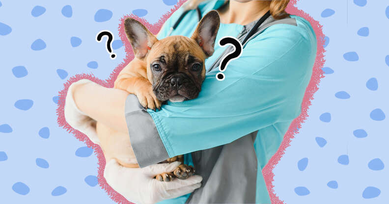person holding a dog with question marks