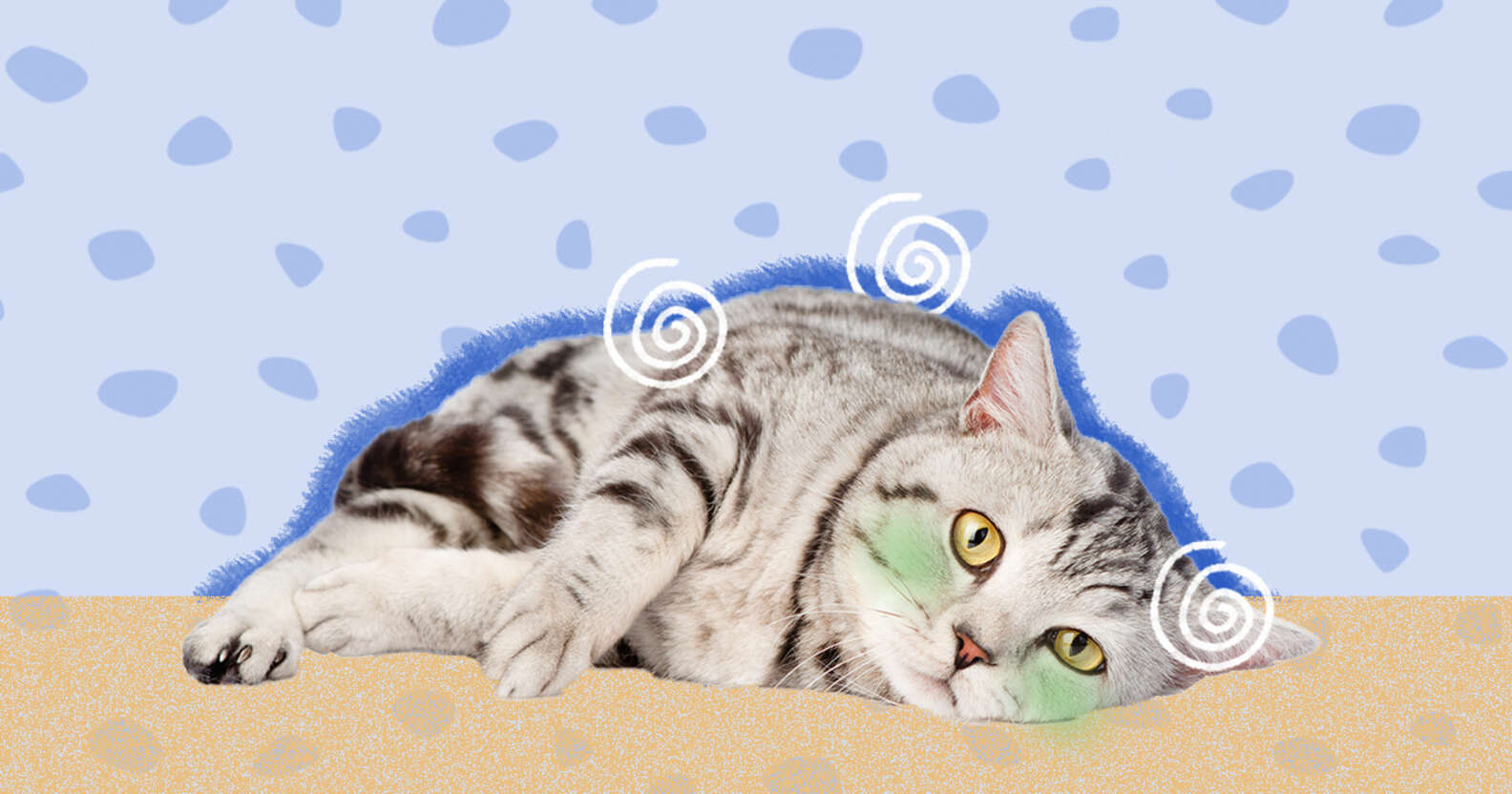 Cat Poisoning Symptoms How To Tell If Your Cat Ate Something Toxic