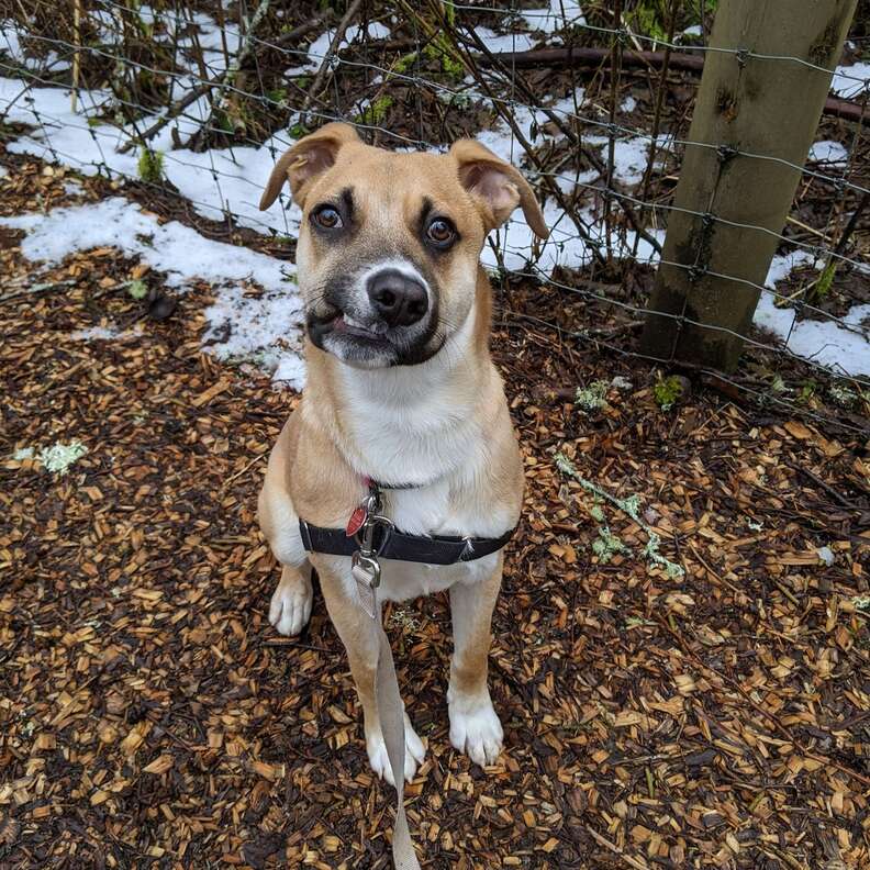 Shelter dog with crooked face