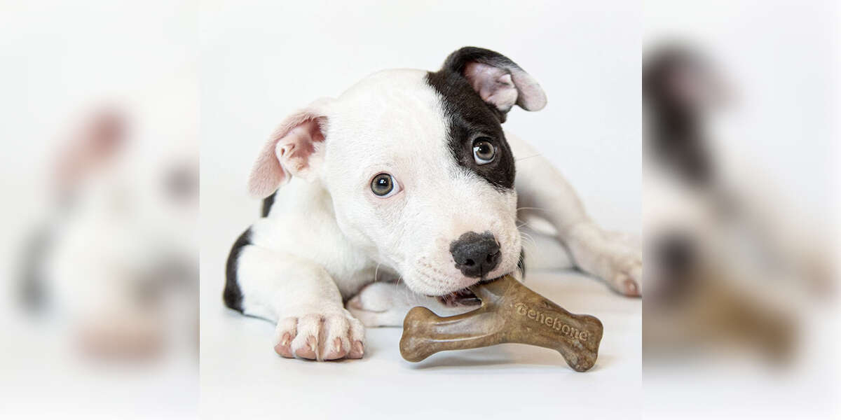 13 Best Puppy Toys On Amazon DodoWell The Dodo