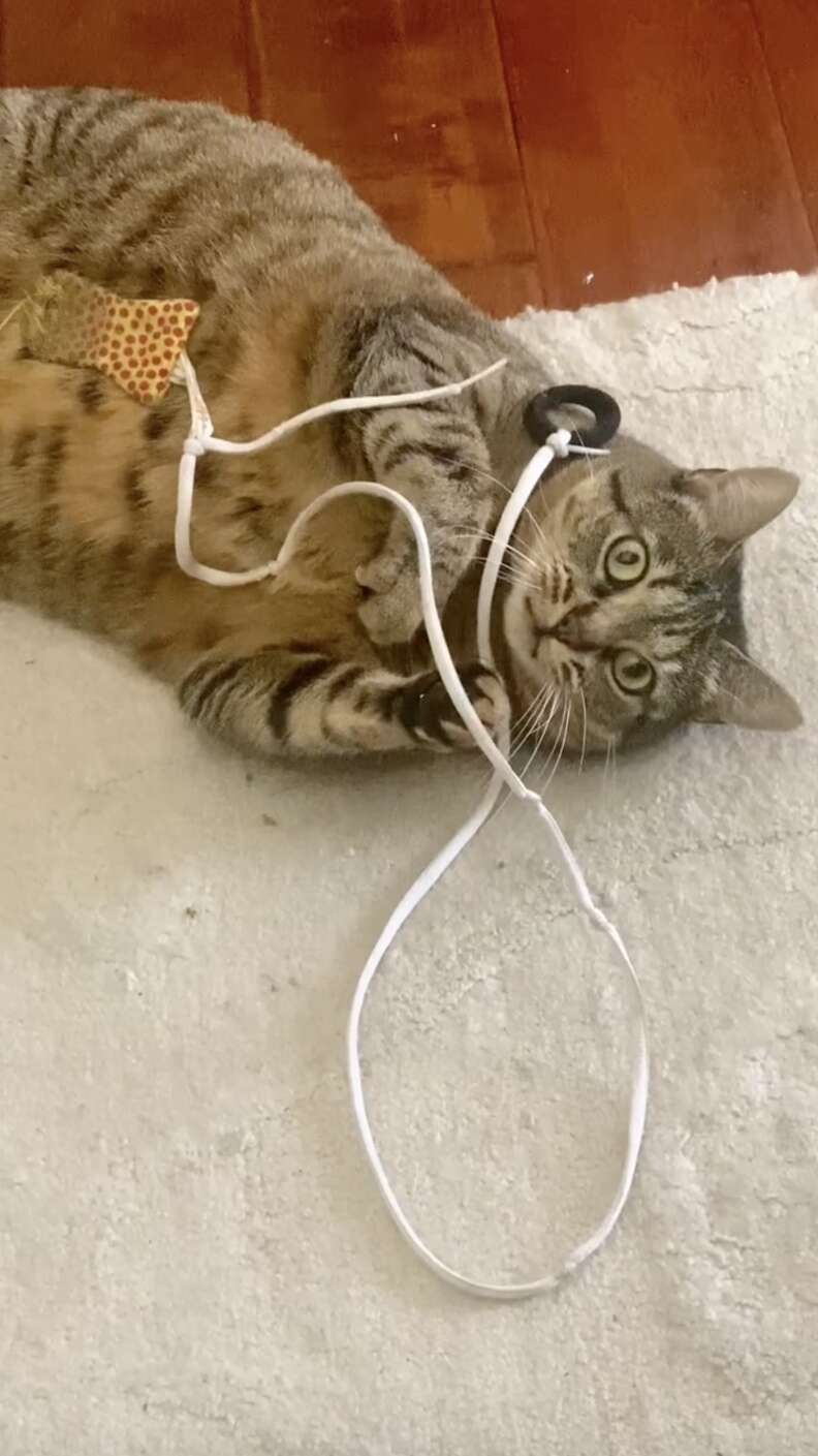 cat and her string