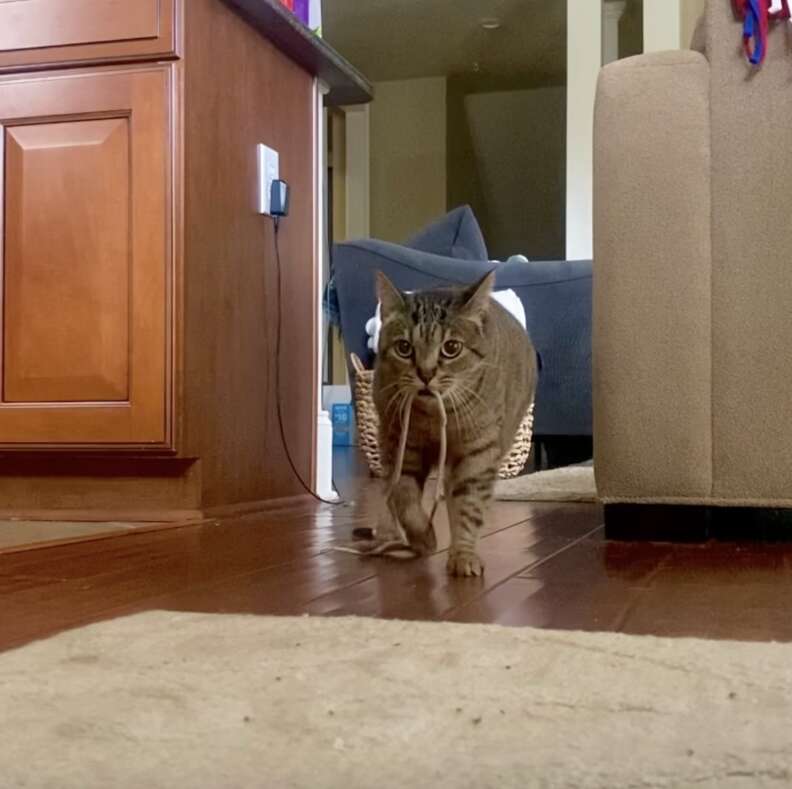 cat and her string