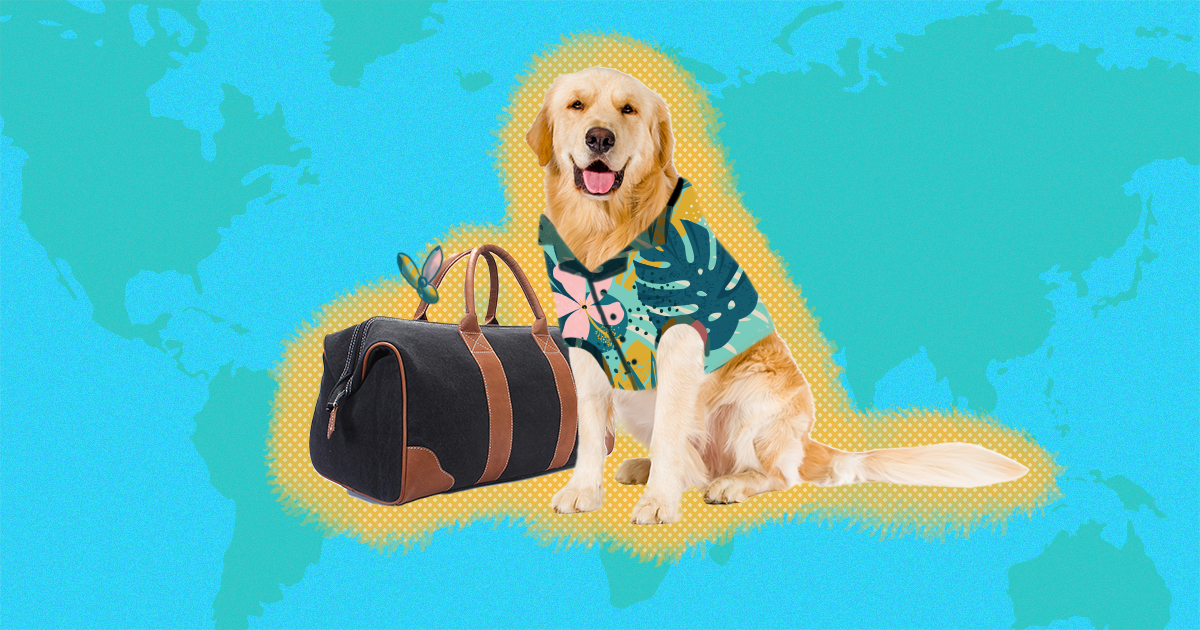 Vacations to take hot sale with your dog