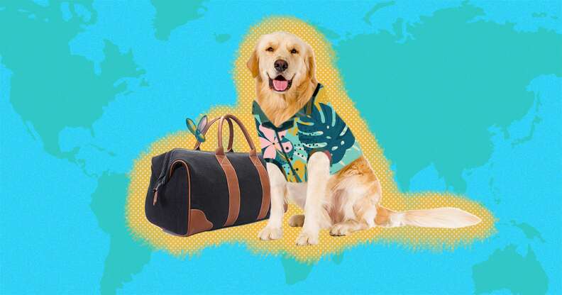 Vacations with hot sale your dog