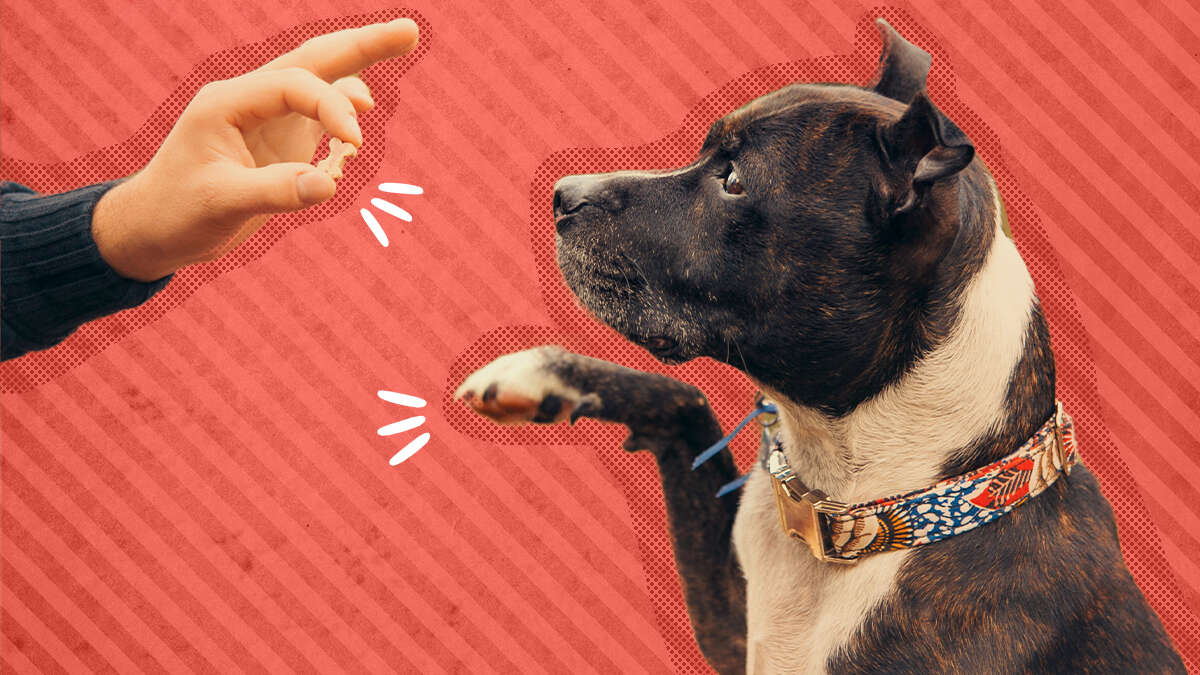 How Do You Train A Stubborn Puppy On A Leash