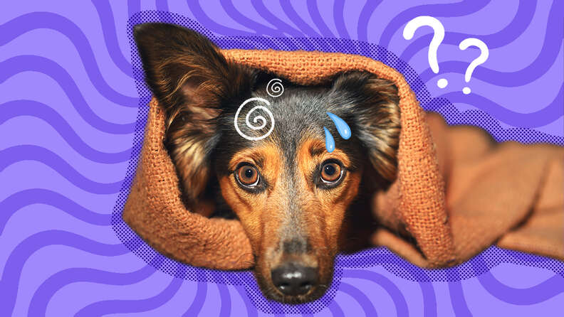 how can you tell if a dog is stressed out