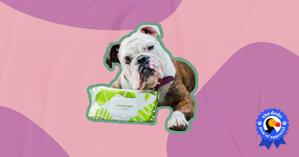 Can You Wipe A Dogs Bum With Baby Wipes