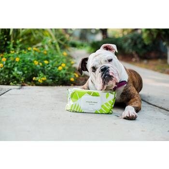 Best dog bath store wipes