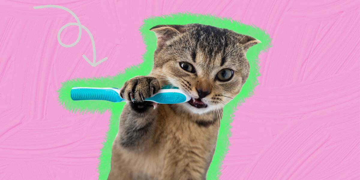 How Much Does Cat Teeth Cleaning Cost? - DodoWell - The Dodo