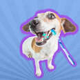 dog with tooth brush
