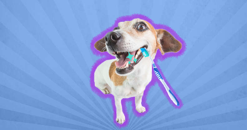 do dogs really need teeth cleaning