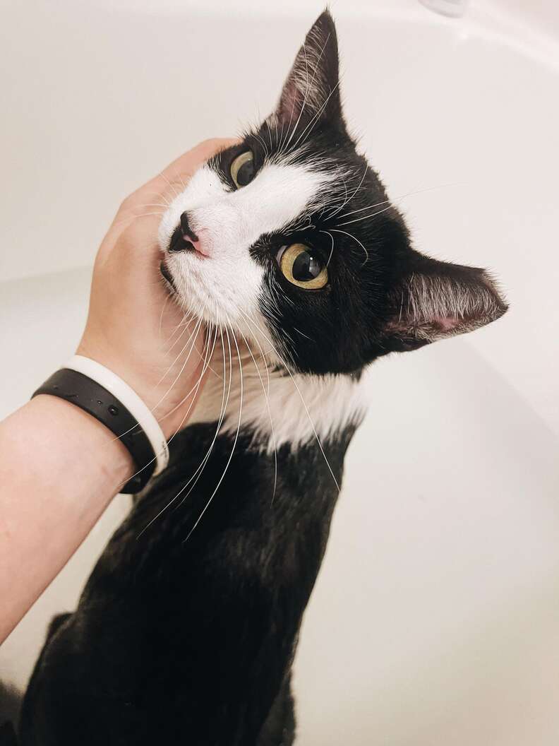 cat in bath